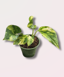 Epipremnum pinn. N'Joy Gold - S