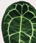 Anthurium forgetii White Stripes starsza roślina