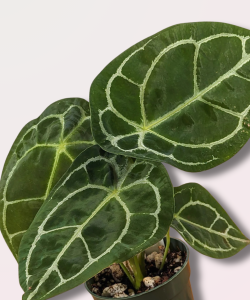 Anthurium forgetii White Stripes - s