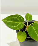 Anthurium forgetii White Stripes - S