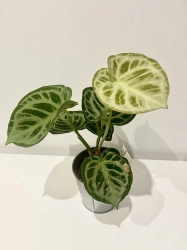 Anthurium Silver Blush - L