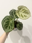 Anthurium Silver Blush - L