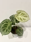 Anthurium Silver Blush - L