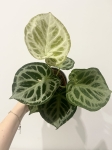 Anthurium Silver Blush - L