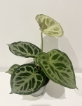 Anthurium Silver Blush - L