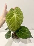 Anthurium crystallinum x regale