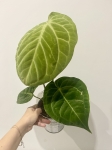 Anthurium crystallinum x regale