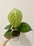 Anthurium crystallinum x regale