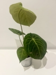 Anthurium crystallinum x regale