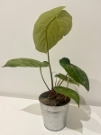 Anthurium crystallinum x regale