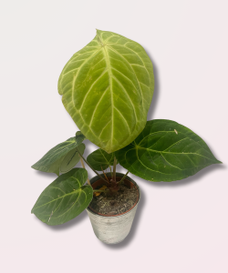 Anthurium regale x crystallinum XS (1)