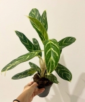 Aglaonema Ivy Green - L