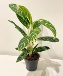 Aglaonema Ivy Green - L