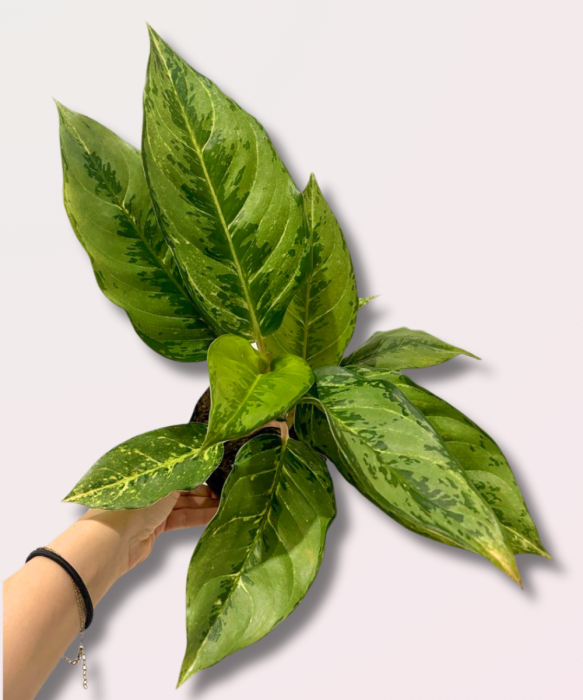 Aglaonema chartreuse pretty