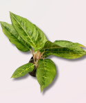 Aglaonema chartreuse pretty
