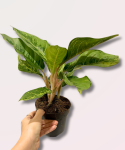 Aglaonema chartreuse pretty