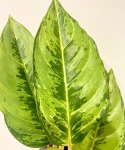Aglaonema chartreuse pretty