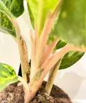 Aglaonema chartreuse pretty