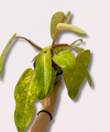 Philodendron Painted Lady - M