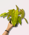 Philodendron Painted Lady - M
