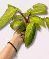 Philodendron Painted Lady - M