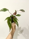 Philodendron Pink Princess Marble