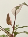 Philodendron Pink Princess Marble