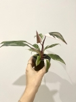 Philodendron Pink Princess Marble