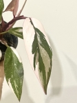 Philodendron Pink Princess Marble
