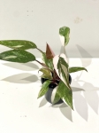 Philodendron Pink Princess Marble