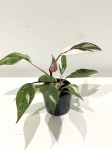 Philodendron Pink Princess Marble