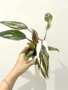 Philodendron Pink Princess Marble - S (1)