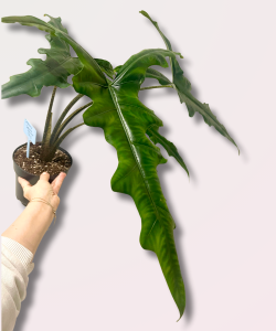 Alocasia Sabrina Narrow