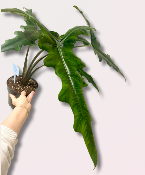 Alocasia Sabrina Narrow