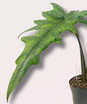 Alocasia Sabrina Narrow