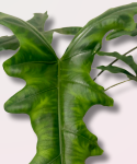 Alocasia Sabrina Narrow