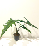 Alocasia Sabrina Narrow