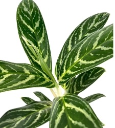 Aglaonema Ivy Green (1) (1)