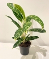 Aglaonema Ivy Green - L