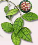 Hoya callistophylla Black Cat