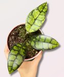 Hoya callistophylla Black Cat