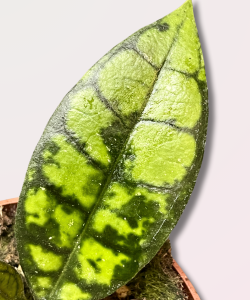 Hoya callistophylla Black Cat (1)