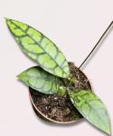 Hoya callistophylla Black Cat