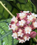 Hoya callistophylla Black Cat