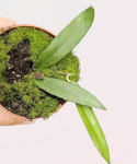 Hoya scortechinii cięty węzeł