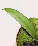 Hoya scortechinii cięty węzeł