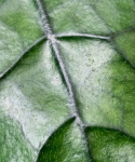 Hoya villosa cięty węzeł