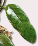 Hoya villosa cięty węzeł
