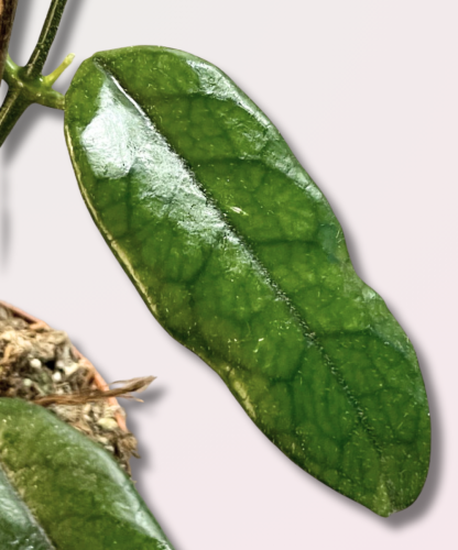 Hoya villosa cięty węzeł