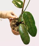 Hoya villosa cięty węzeł